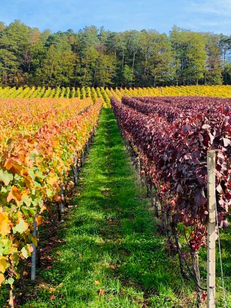 istock Vineyards in autumn 1191491234