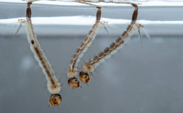 istock A group of mosquito larvae  in the water 1191491416