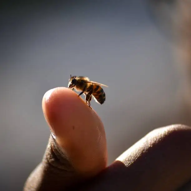 Photo of Bee walking on a thumb