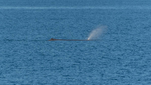 istock Sperm Whale swimming on the surface 1191494751
