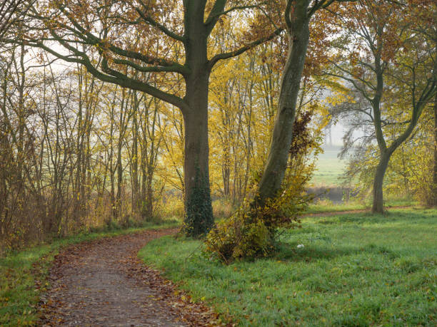 istock autumn at a river in germany 1191495582