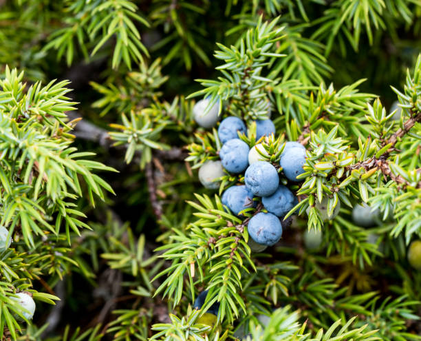 istock Photograph of a flower called Juniperus communis, macro lens 1191495824