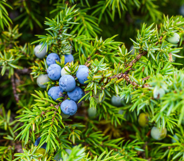 Photograph of a flower called Juniperus communis, macro lens