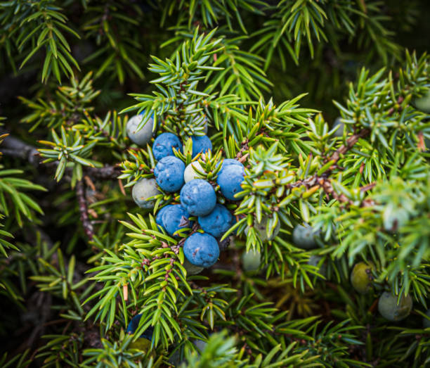 istock Photograph of a flower called Juniperus communis, macro lens 1191495978