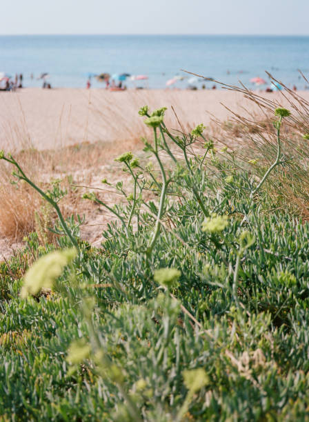 istock Sardinia. Italy. August. 2019 year. West Coast. 1191496053