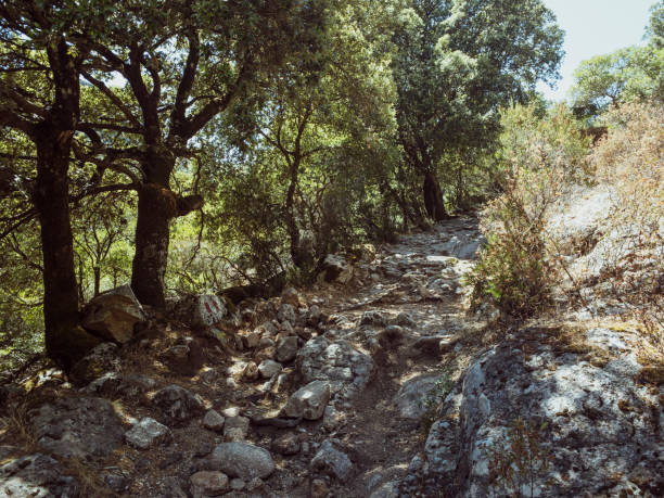 A shady tree by a rocky road.