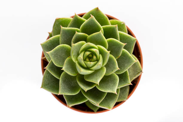 istock Cactus in close-up on white background 1191496983