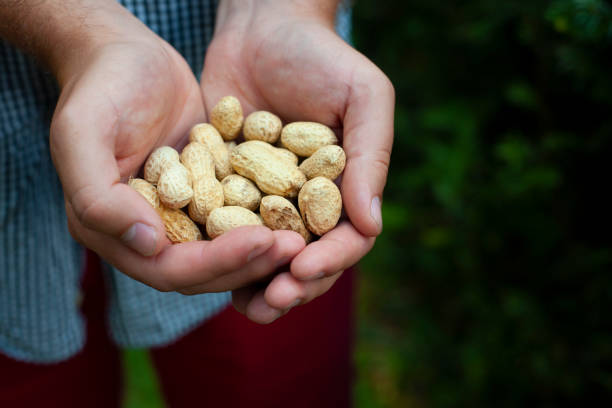istock The handful of peanuts in the shell 1191499131