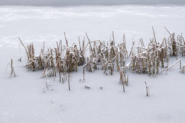 Winter landscape at the pond (or a small lake). The water is frozen and the ice of the lake as well as the shore is covered with snow. Rush plants are wilted, weathered, bended, broken and frosted.