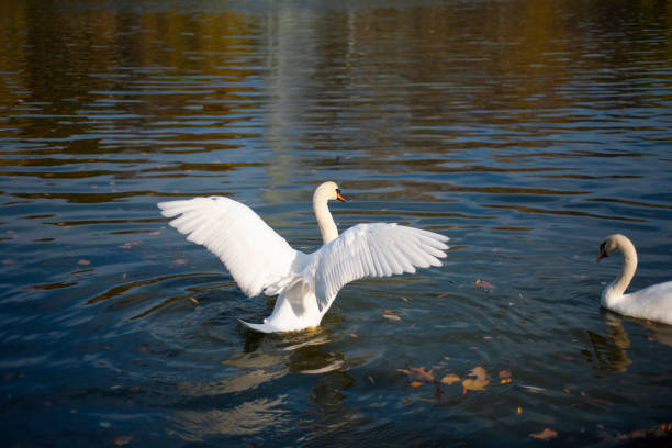 White swans on the lake.