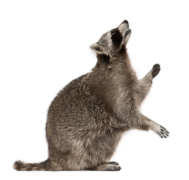 istock Profile of Raccoon, standing and looking up. 119150139