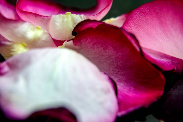 istock Rose petals, close-up / rose background 1191501657