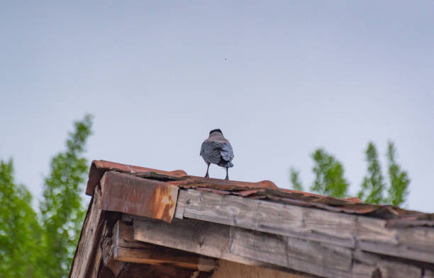 istock City crow on the roof 1191503216