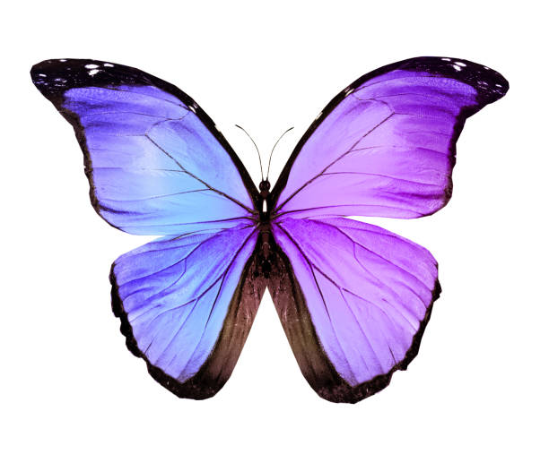 istock Color butterfly , isolated on white background 1191503308