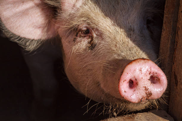 istock A large pig's head close-up on a pig farm 1191503325
