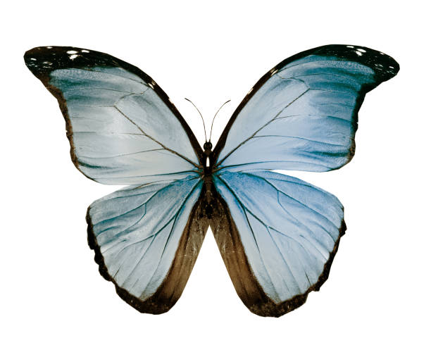 istock Color butterfly , isolated on white background 1191503346
