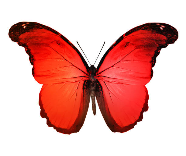 istock Color butterfly , isolated on white background 1191503379