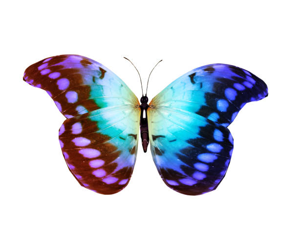 istock Color butterfly , isolated on white background 1191503403
