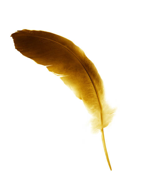 istock Beautiful color feather isolated on white background 1191503497