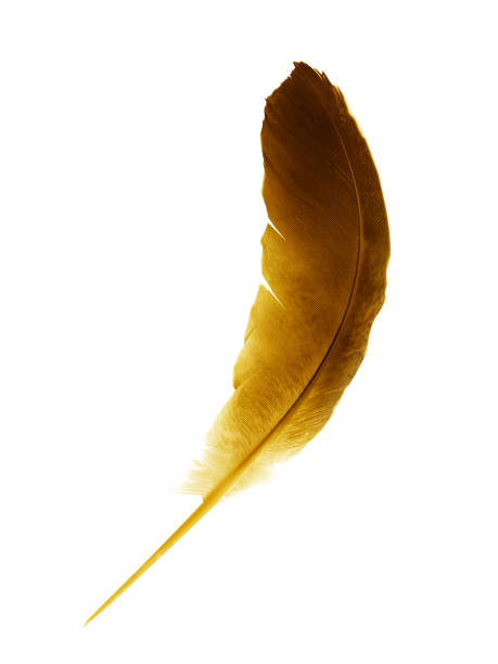 istock Beautiful color feather isolated on white background 1191503521