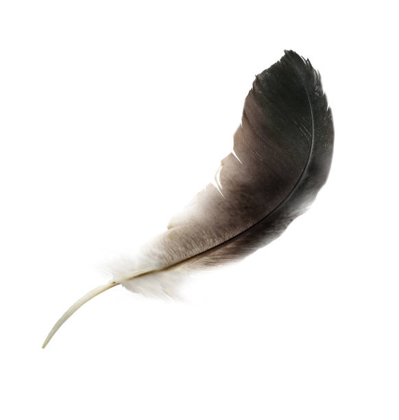 istock Beautiful color feather isolated on white background 1191503535