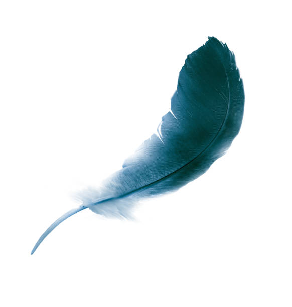 istock Beautiful color feather isolated on white background 1191503545