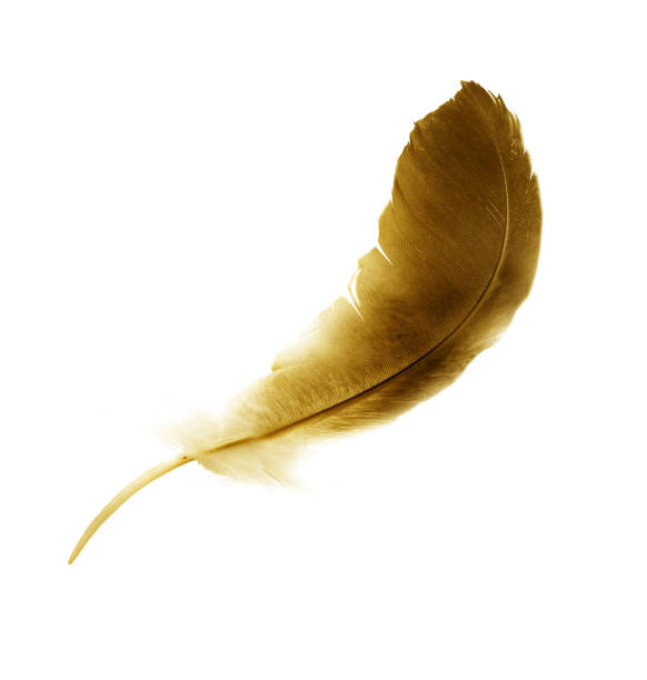 istock Beautiful color feather isolated on white background 1191503577