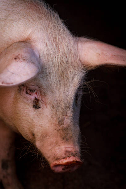 istock A large pig's head close-up on a pig farm 1191504279