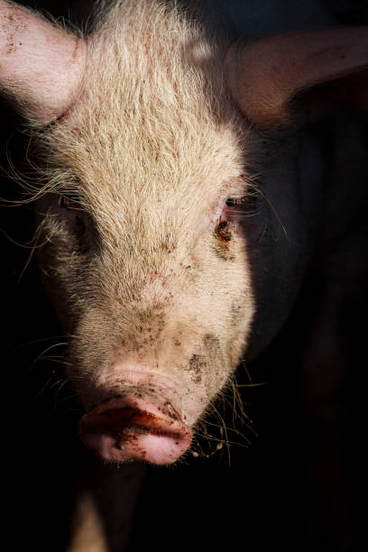 istock A large pig's head close-up on a pig farm 1191504373