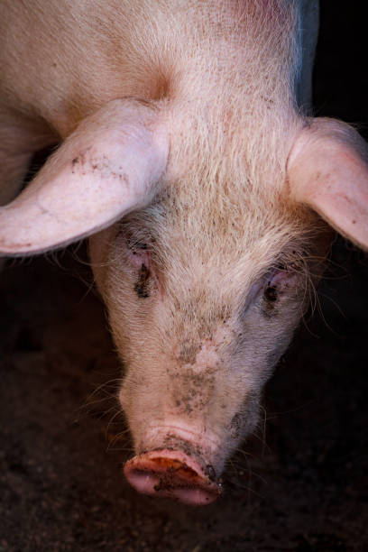 istock A large pig's head close-up on a pig farm 1191504398