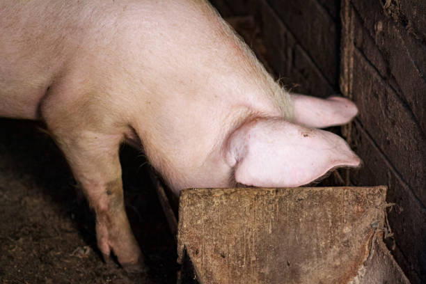 istock A large pig's head close-up on a pig farm 1191504423