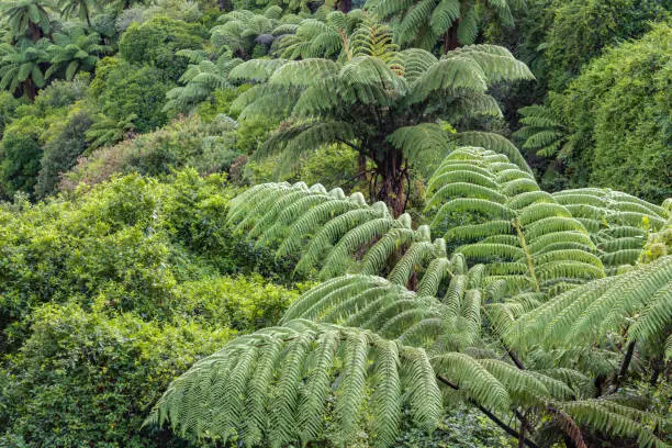 Photo of Ferns in rotorua Waimangu Volcanic Valley on the North Island of New Zealand