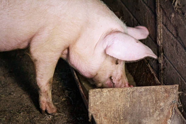 istock A large pig's head close-up on a pig farm 1191504608
