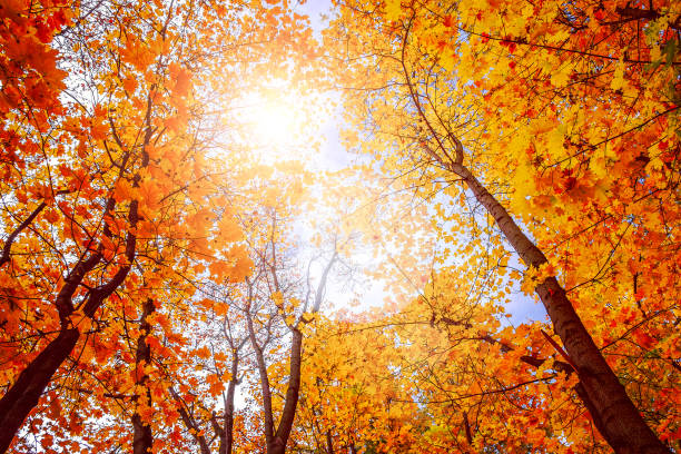 istock Falling autumn maple leaves natural background .Colorful foliage 1191504656
