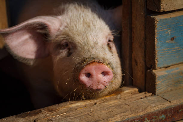 istock A large pig's head close-up on a pig farm 1191505055