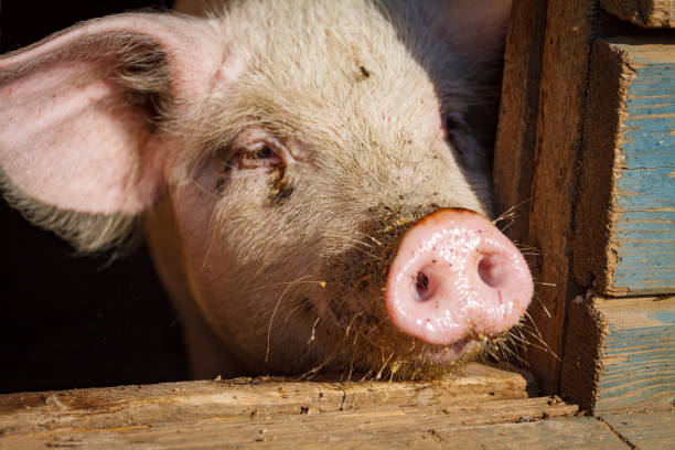 istock A large pig's head close-up on a pig farm 1191505079