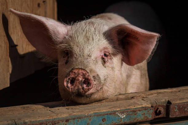 istock A large pig's head close-up on a pig farm 1191505732