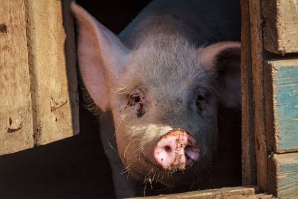 istock A large pig's head close-up on a pig farm 1191505806