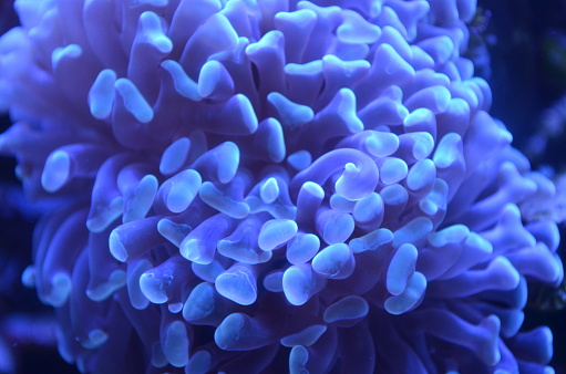 Vibrant and lively blue corals