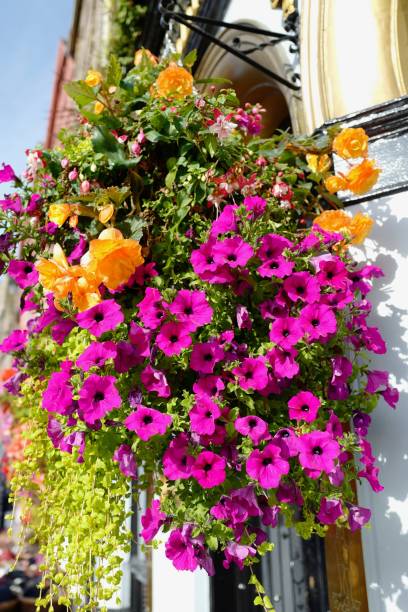 istock Hanging Basket of Flowers 1191508388