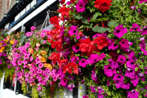 istock Hanging Basket of Flowers 1191508392