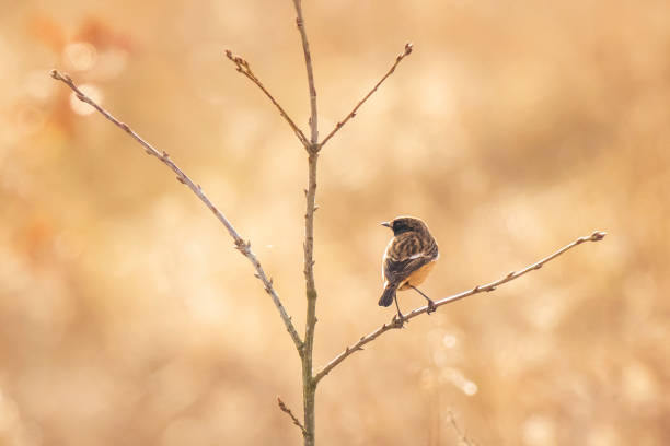 istock Male Stonechat bird, Saxicola rubicola, perching 1191508409
