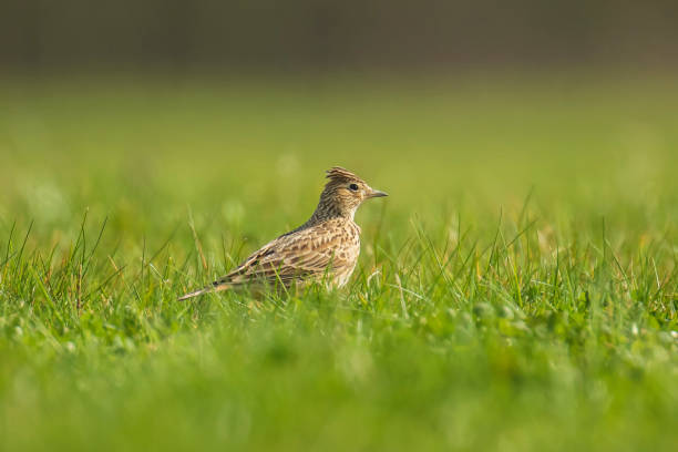 Eurasian skylark bird Alauda arvensis bird in a meadow Eurasian skylark bird Alauda arvensis in a meadow walking in bright sunlight. alauda stock pictures, royalty-free photos & images