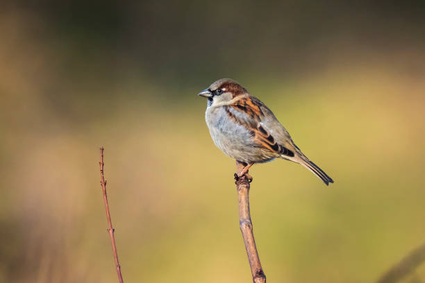 close-up van een mannelijk huis sparrow vogel (passer domesticus) foerageren in een haag - house sparrow stockfoto's en -beelden