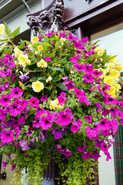 istock Hanging Basket of Flowers 1191508433