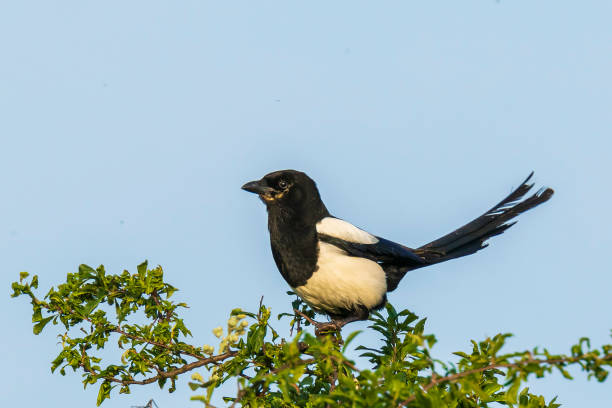 istock Eurasian magpie or common magpie Pica pica perched in a tree 1191508451