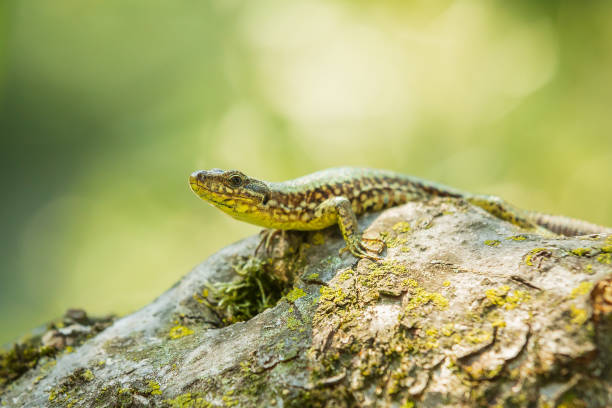 istock Podarcis muralis, common European wall lizard, resting in sunlight 1191508470