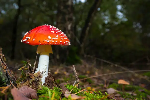 amanita muscaria, fly agaric or fly amanita basidiomycota muscimol mushroom with typical white spots on a red hat in a forest. Natural light, vibrant colors and selective focus.