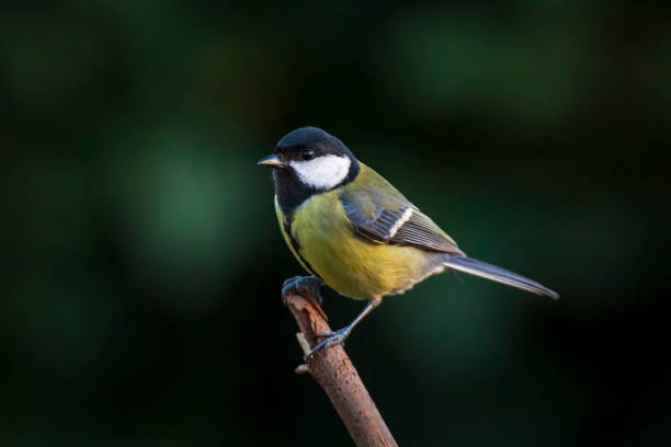 istock Parus major Great tit bird closeup 1191508514