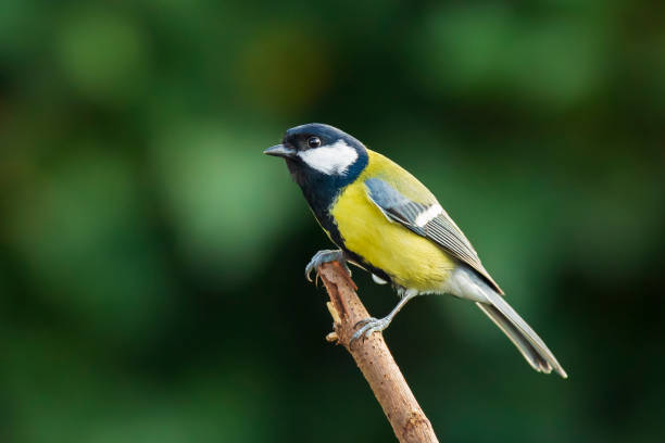 istock Great tit Parus major bird closeup 1191508517
